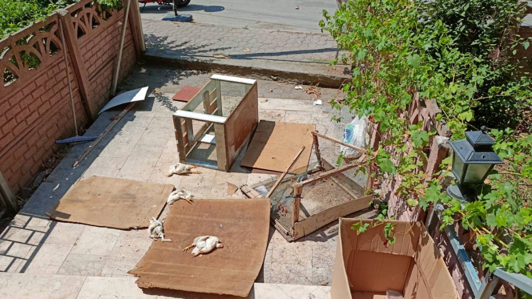 Kocaeli'de pet shop katliamı: Dükkanımın önüne hayvanlarımın ölüsünü atmışlar 1